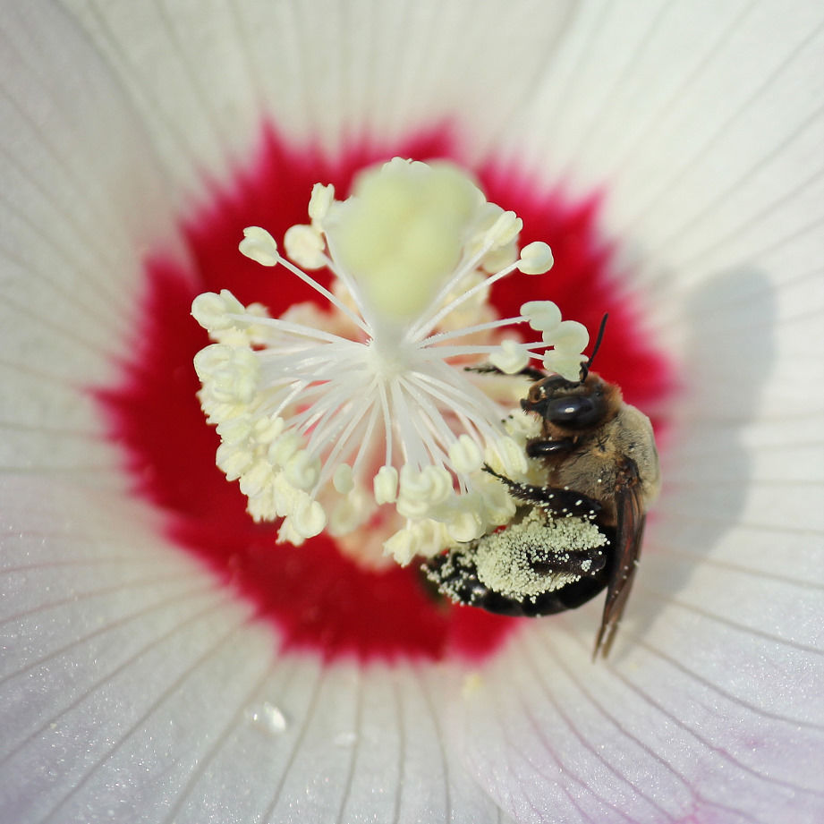 Pollinators